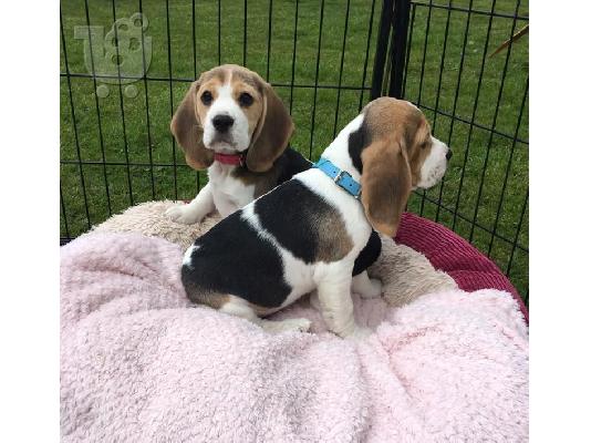 PoulaTo: Αξιολάτρευτο κουτάβι Beagle προς πώληση